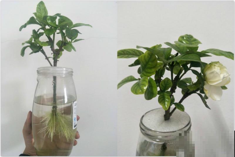 6种花，最适合水养，一开花就是好几个月！