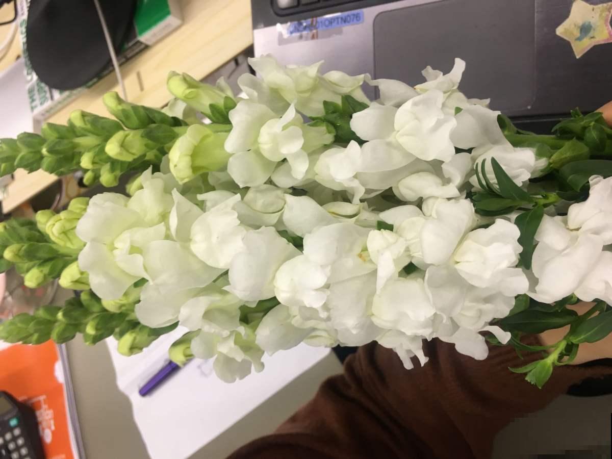 想养一盆五彩缤纷的大花串吗？那非金鱼草莫属，春天正是开花季！