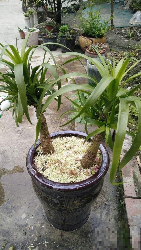 办公室的花盆栽棵龙血树，霸道大气，彰显你的显贵身份！