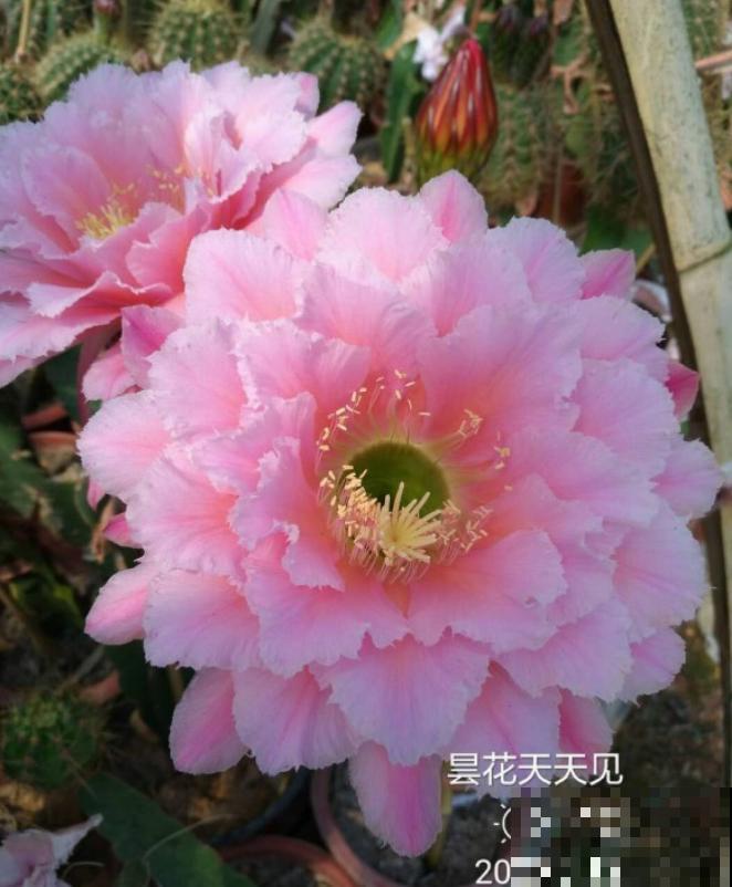 这花一年只开一次，一次只开一天，花朵却比牡丹还惊艳！