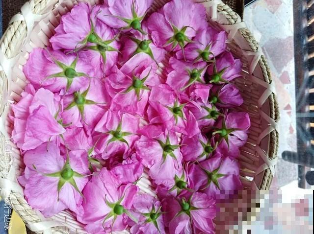 人养花，花也养人，9种花能治病，连医生也爱养！