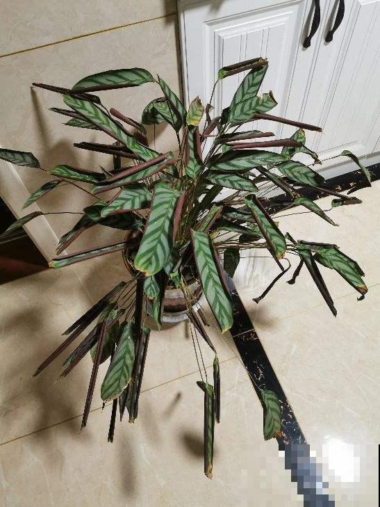 原来竹芋也能开花，一朵花开好几个月，整个花期持续一整年！
