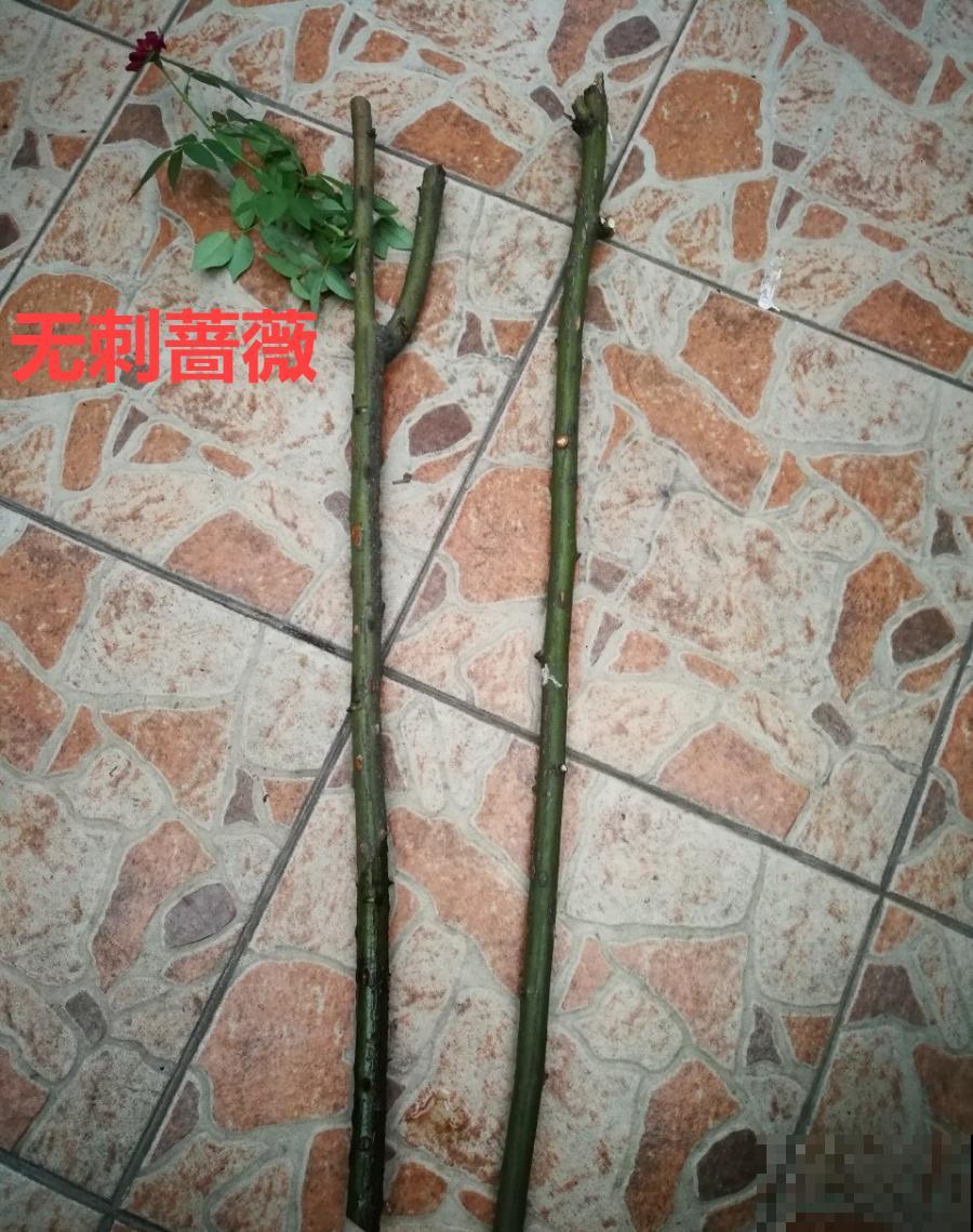 月季大花树，自己也能造，成品老桩上千块！