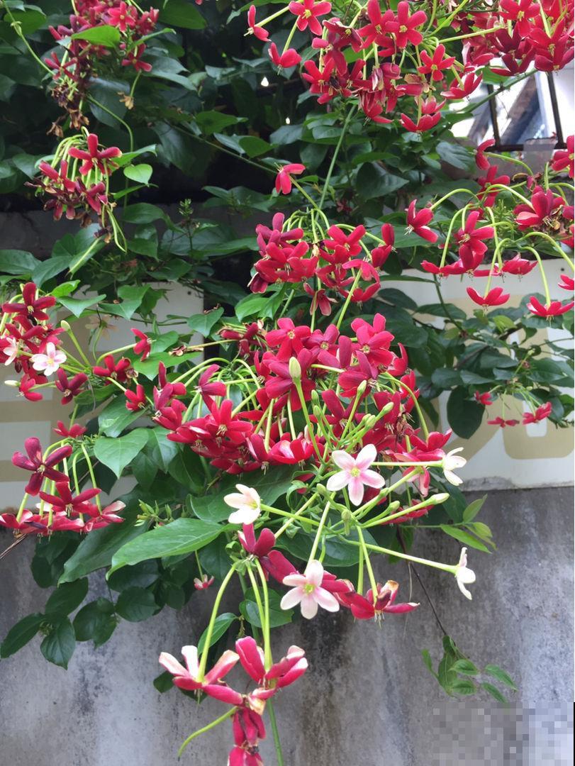 使君子这植物听过吗？绝对是花中美人，一开花倾倒万千花友！