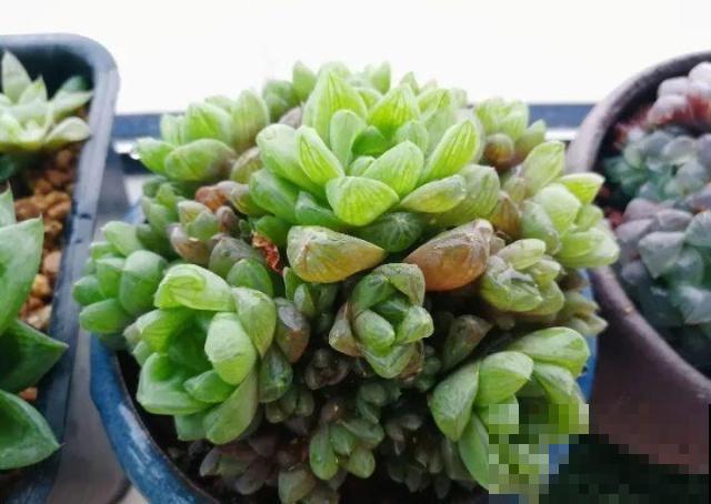 多肉懒得不长个？狠心掐掉这里，呼呼冒出一堆新芽！