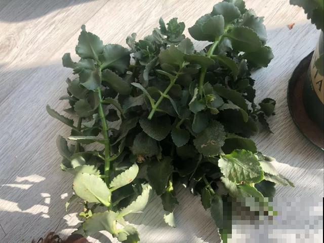 养绣球真赚了，枝条剁8段，每根都能活！