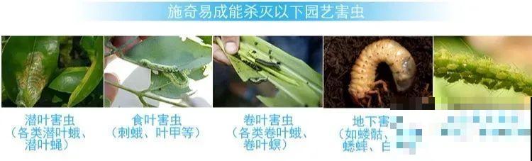 花盆旁边飞虫子，赶紧用药杀，现在用刚刚好