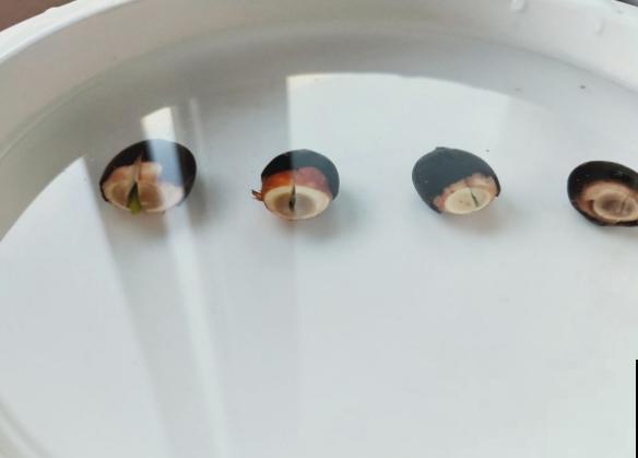 春天种碗莲，只需1粒种子1个碗，坐在家里裳荷花！