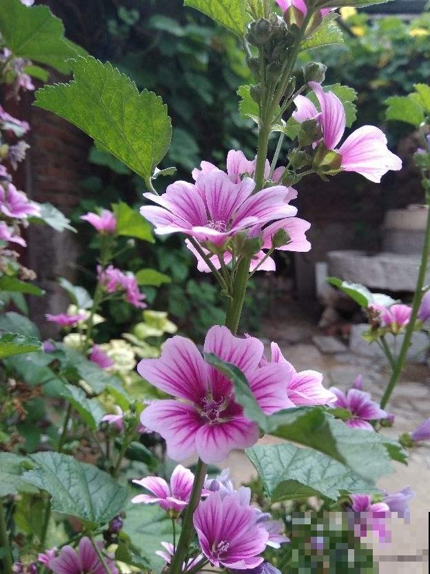 院子里插几根枝，2个月长出花蝴蝶，谁见了都眼馋