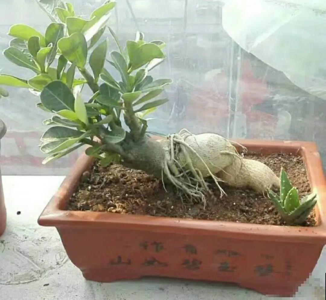 10种耐旱植物，平时少浇水，开花更准时！