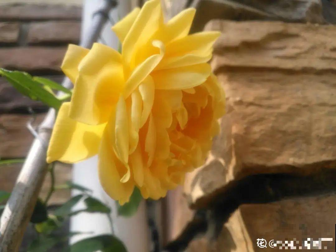 家里有这花，可以控制开花，想开几次都行！
