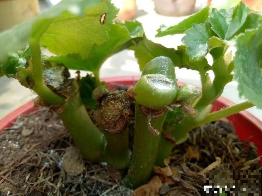 10种花，春天不能晒，躲屋里最安全！