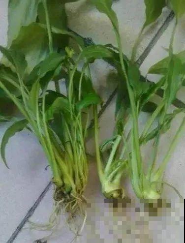 天热了，8种花不能乱浇水，小心浇完就死！