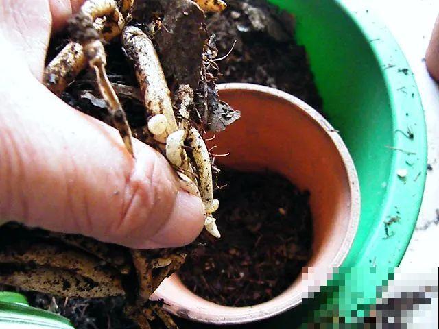 换盆的最佳时机到了，换完花儿就疯长，错过会后悔！