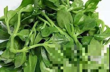 超市很贵的养心菜，自家种一盆很方便，随吃随摘健康美味！