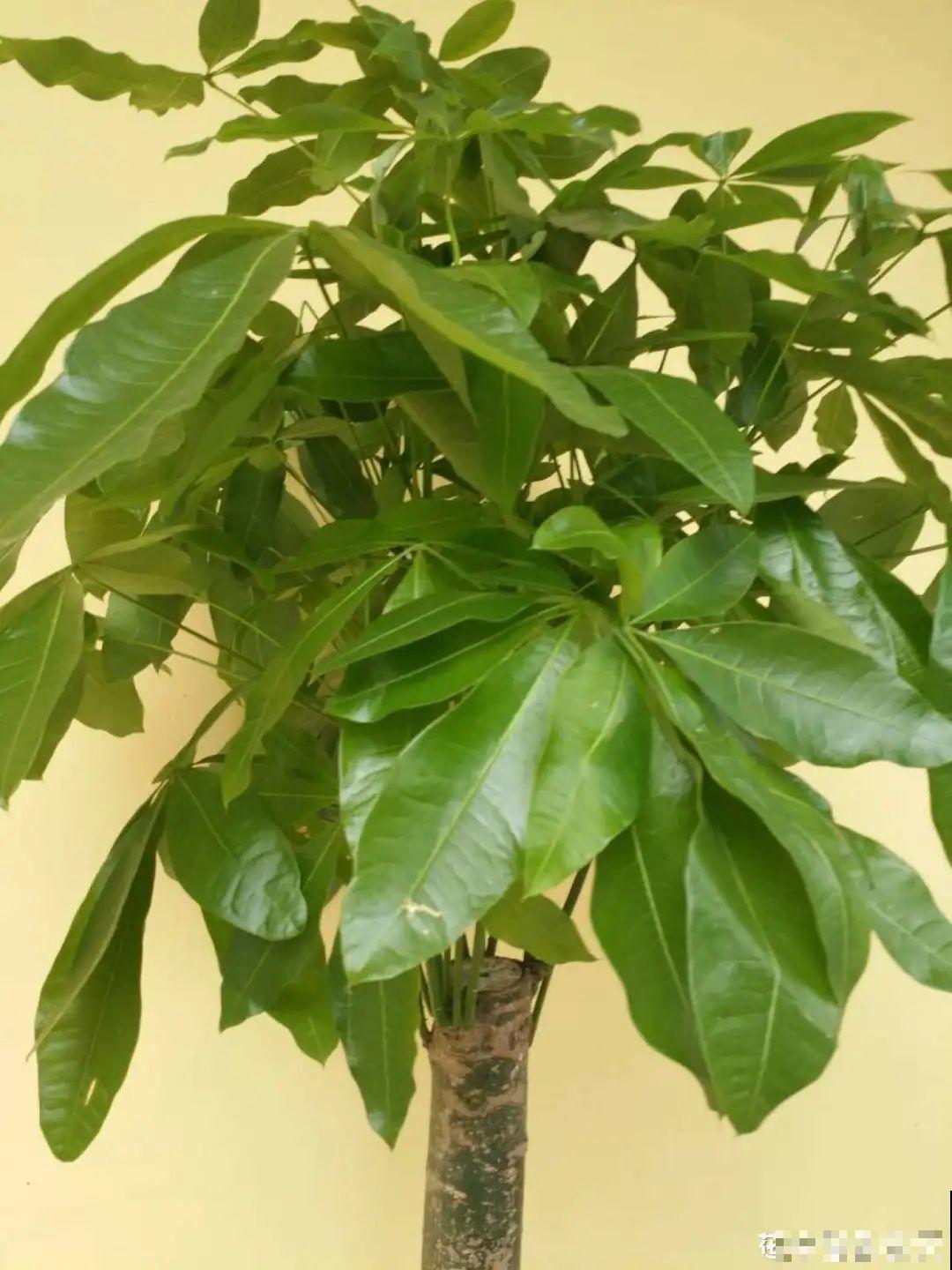 ！爱爬墙的20种花，嗖嗖爬满整面墙，看着心情就好