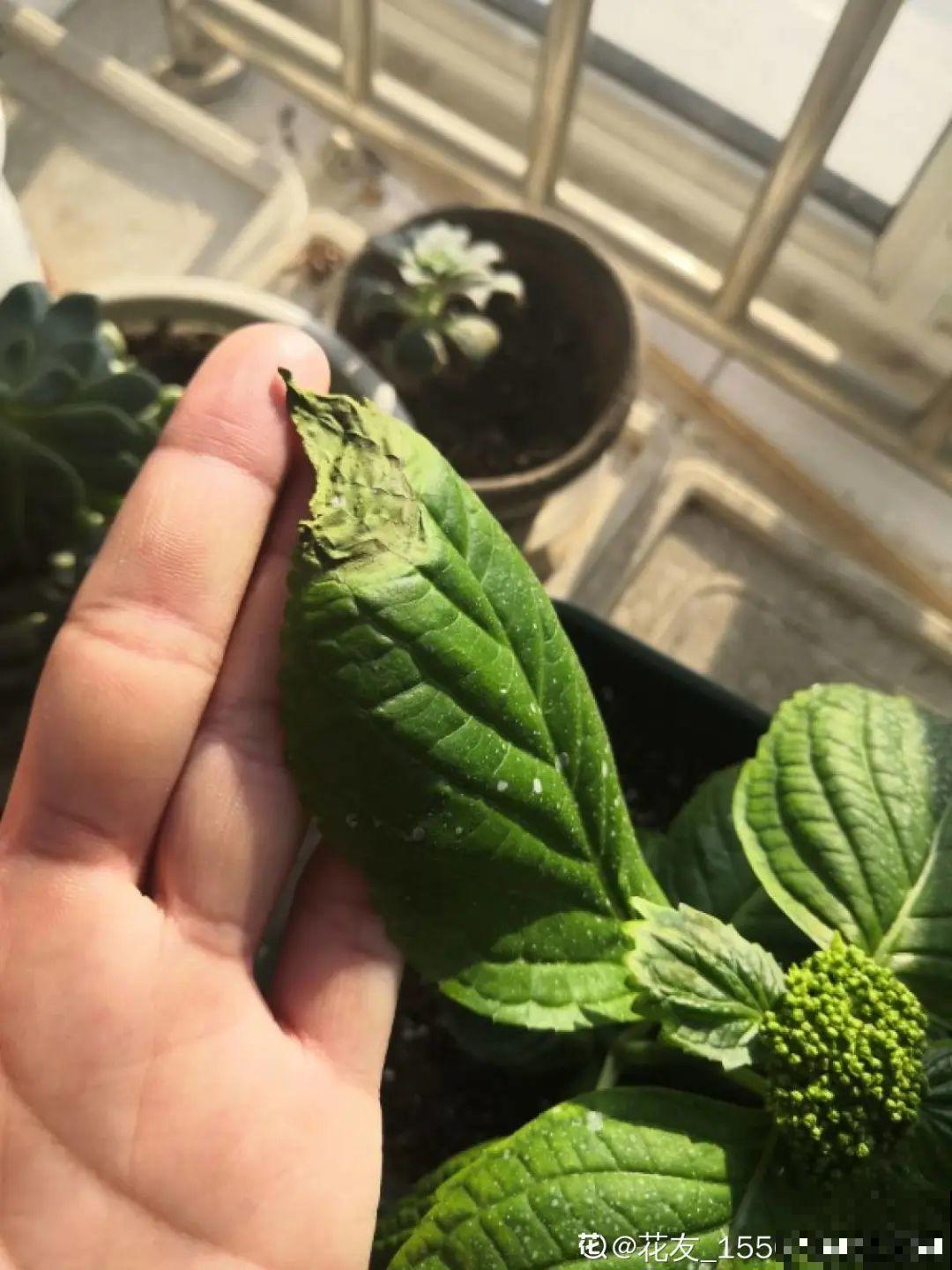 花一到春天就蔫巴，那是浇水浇少了，赶紧补水