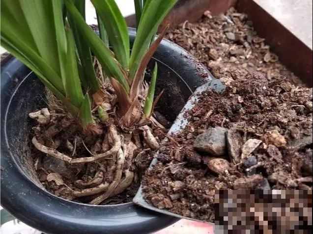 6种兰花，一开花香飘满屋，越养越值钱！