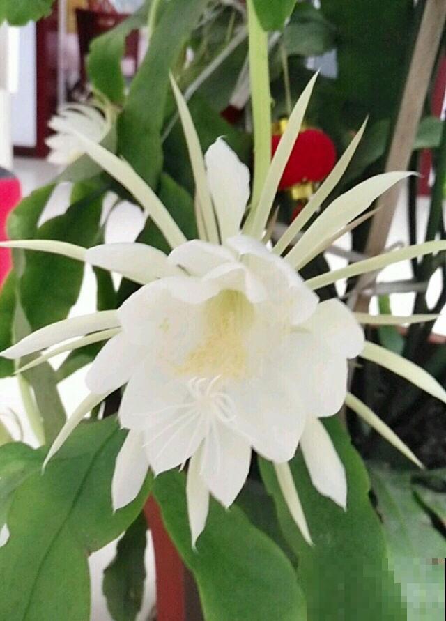 昙花切一截重要部位插土里，今年就能开花，神秘幽香惹人醉！