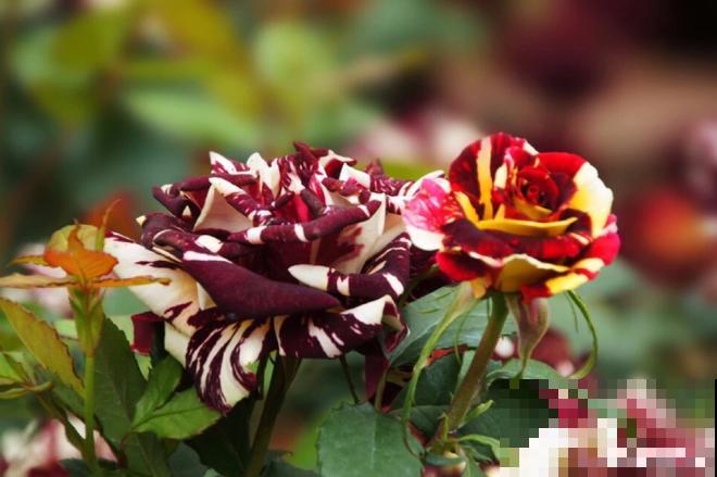 8大勤花月季，长得快、开花多，养一棵就赚了！