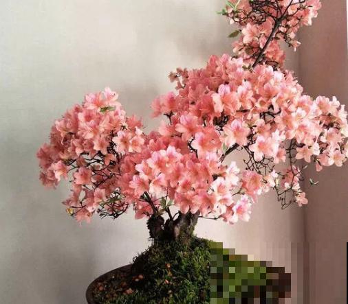 阳台养杜鹃，记住“3不要”，盆盆都能开爆花！