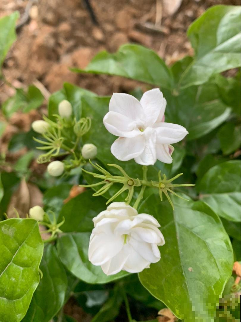 一间房一盆花，屋里像是喷了香水，清新空气还杀菌