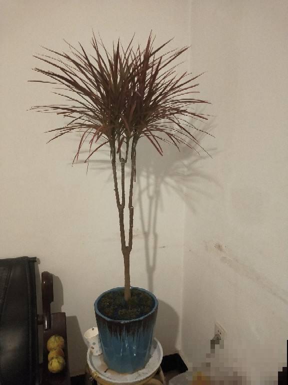 办公室的花盆栽棵龙血树，霸道大气，彰显你的显贵身份！