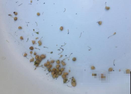网上买花套路多，这4个陷阱要避开，不然花钱买气受！