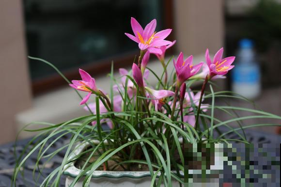 路边一种“韭菜”花，种盆里太养眼，一淋雨就开花！