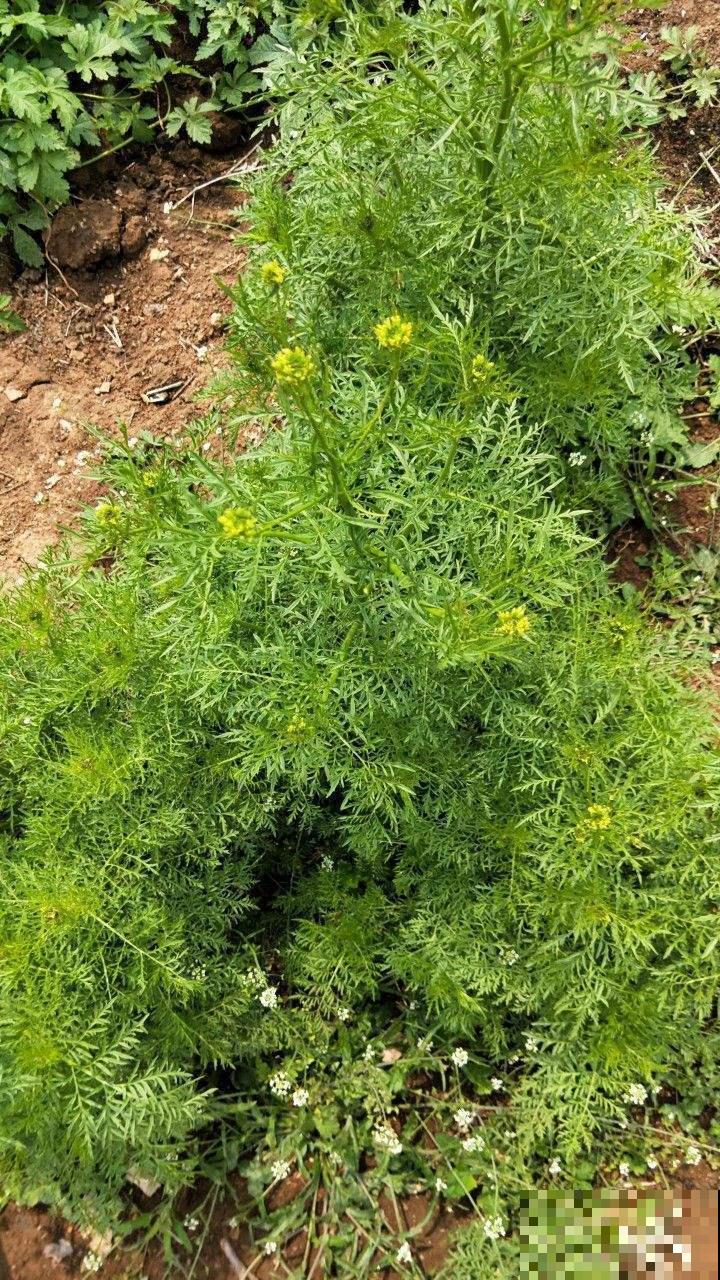 小麦地里人人喊打的麦蒿，没想到种盆里这么清新，赶紧薅回家！