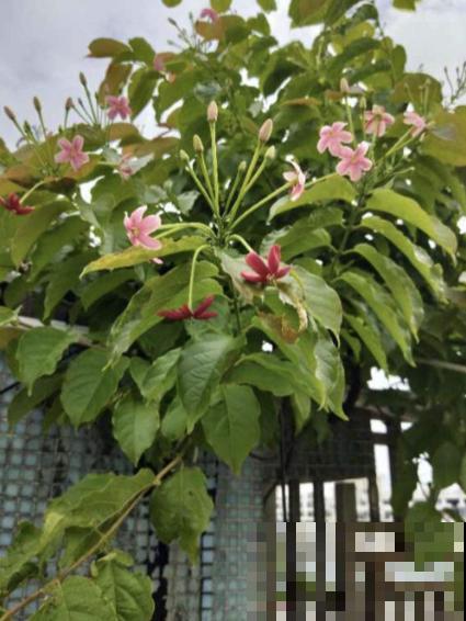 使君子这植物听过吗？绝对是花中美人，一开花倾倒万千花友！