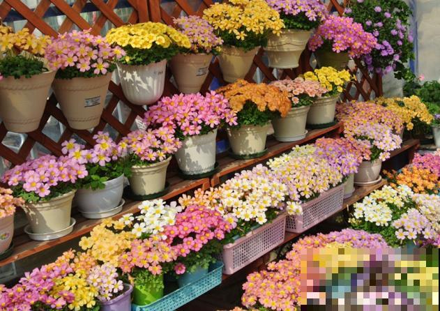 小窗台最适合养这花，开花又密又多，年年繁殖一大堆！