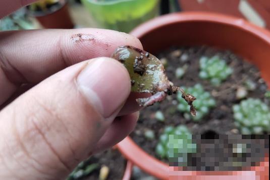 玉露长得晶莹剔透，叶子似碧玉，原来全靠闷养，一个塑料瓶解决！