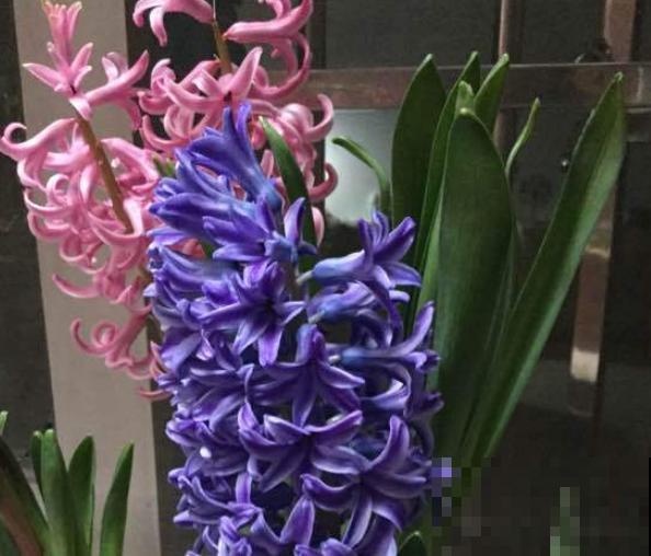4种“一次性花”，个个都很便宜，开完就能扔了！