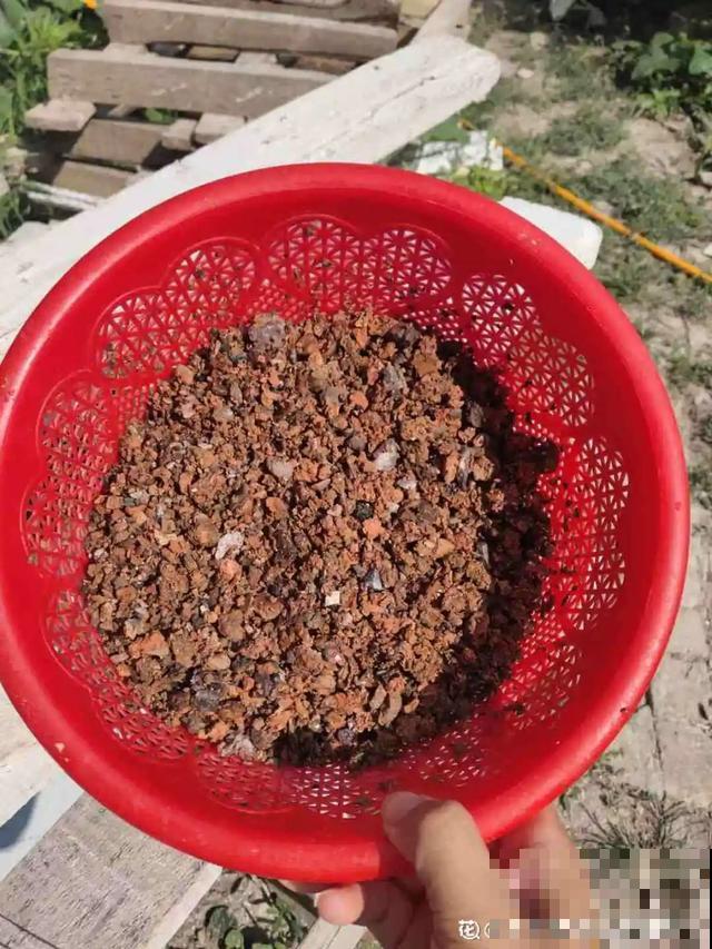 路边捡点它，肥土全搞定，再也不用花钱买