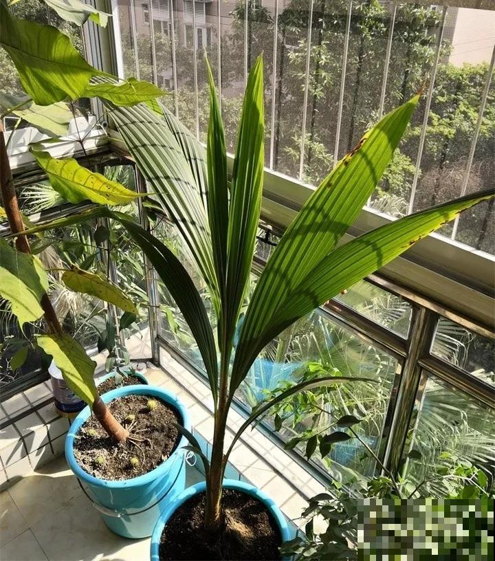 他把核桃丢水里，7天出芽，长成一棵小树苗！