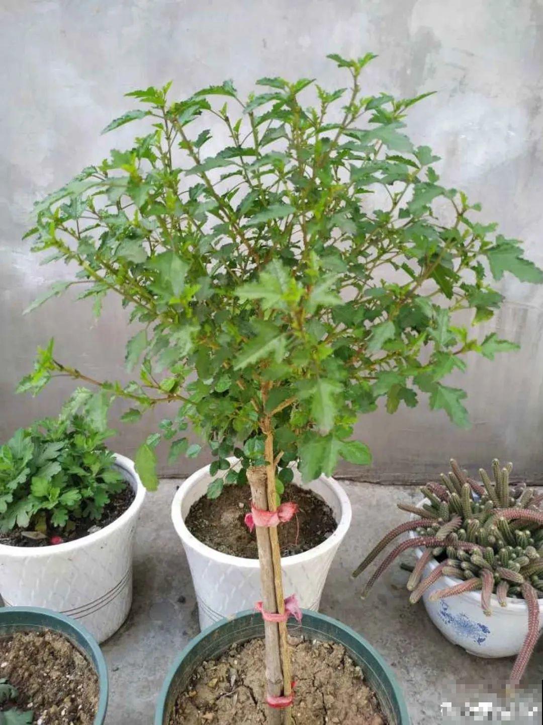 橡皮树春天要打顶，独杆变成大伞盖，叶子挤满盆！
