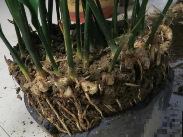 18种小众花，有趣的人都在养，开花绝对惊艳！