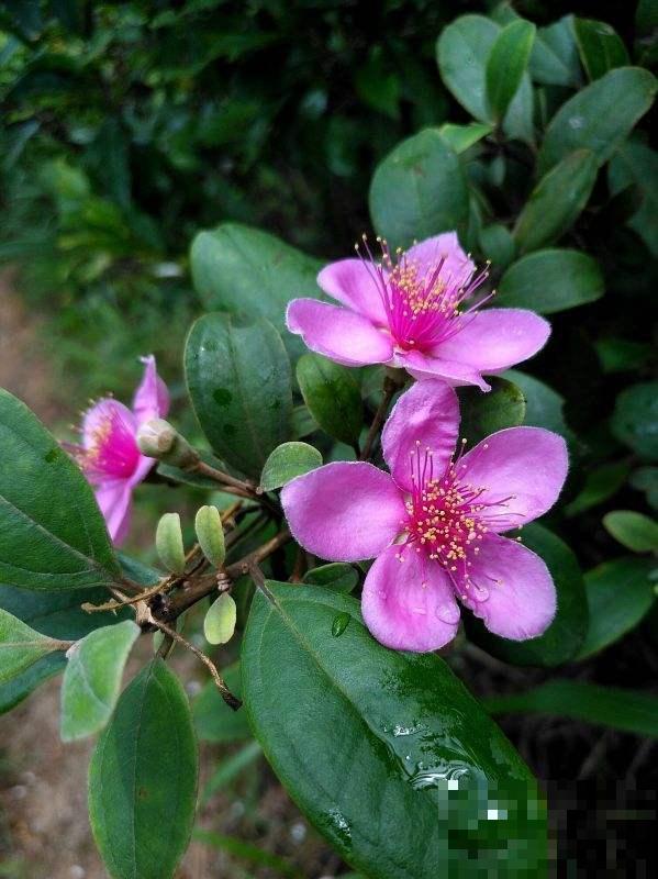 桃金娘开花太诱人，花瓣柔美花蕊纤细，美丽惹人爱！