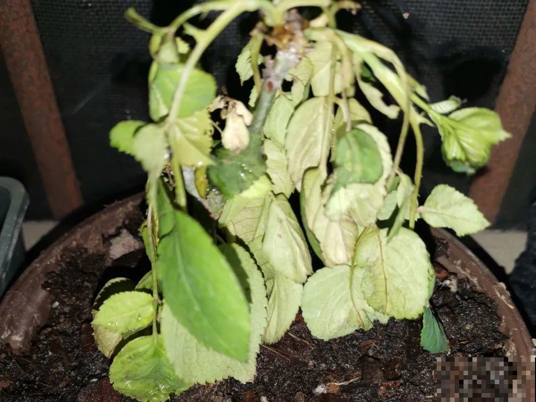 10种花，最怕换盆，换完活不过3天！
