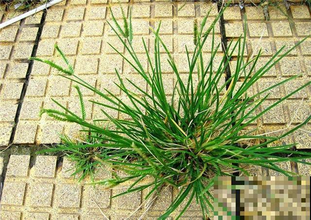 6种农村常见野草，小时候天天见，没想到药用价值如此高
