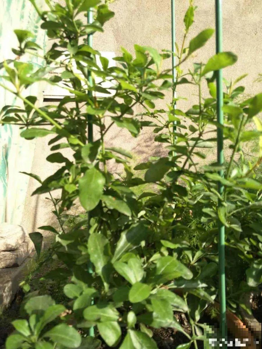 这花春天长最快，俩月爬满一面墙，从3月开到11月！