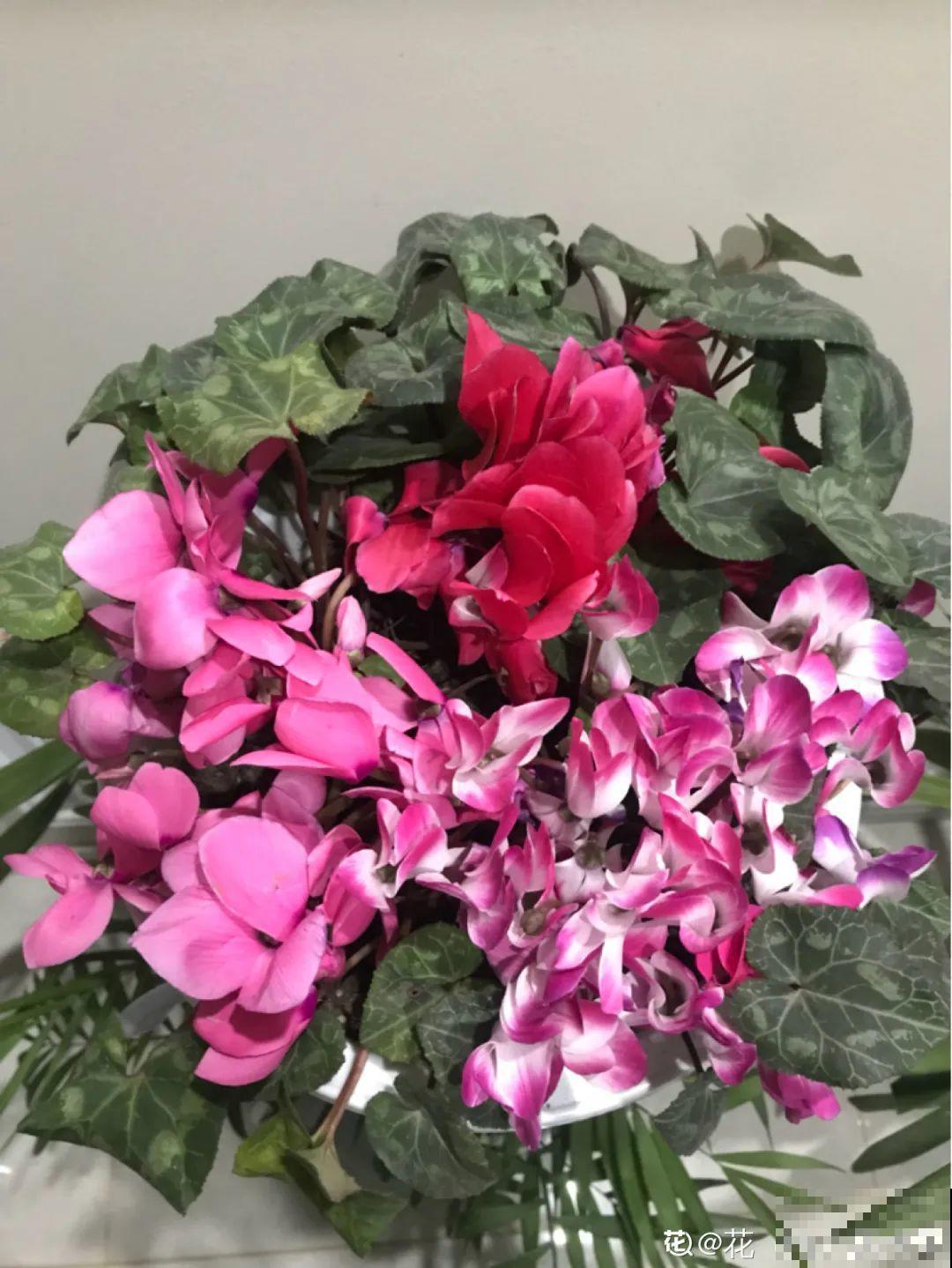 不懂花的人，开完就把花扔了，太可惜，剪一剪还能开！