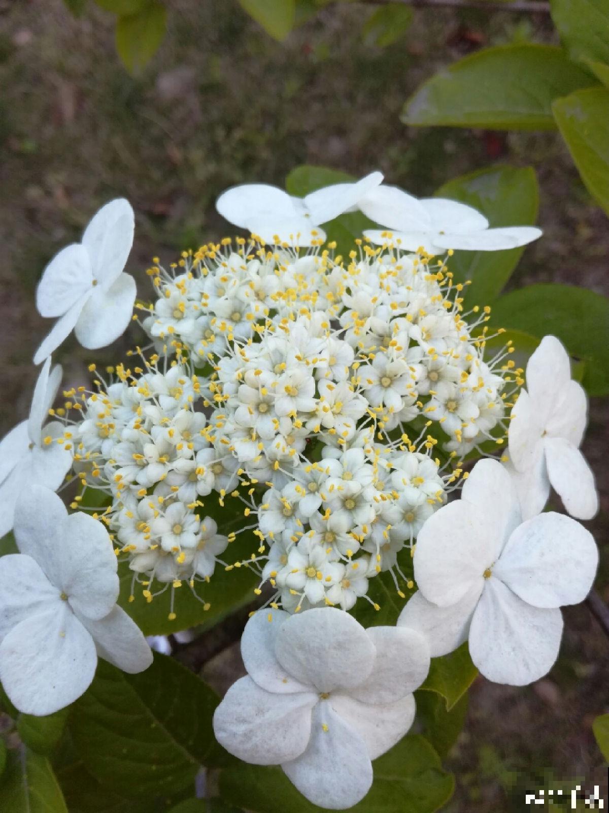 中国特有的琼花，隋炀帝的最爱，开花简直美翻了