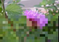 农村常见的刺儿菜，竟然还有这种大用处，后悔没早点采回家