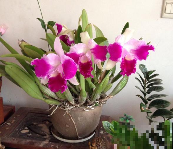 6种珍稀兰花，高贵优雅、价值不凡，见过一种就很厉害了！