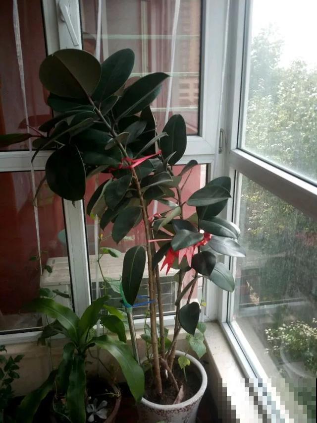 3种树，每月砍1刀，呼呼疯狂冒新芽！