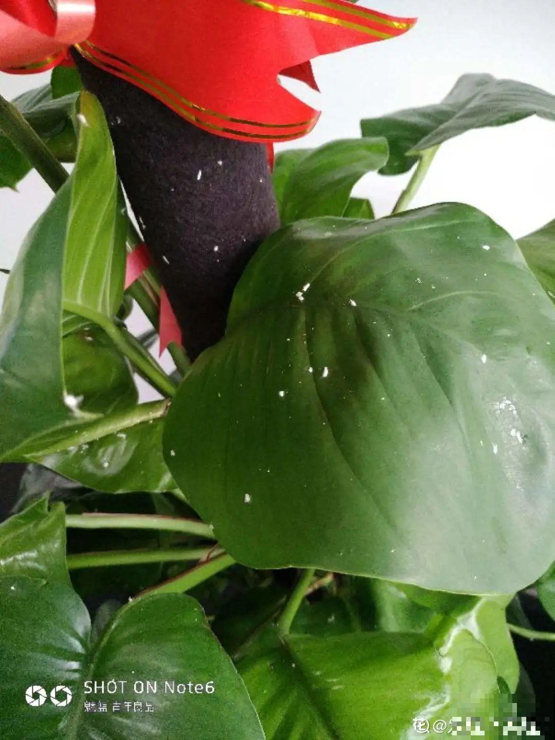 给花喷点杀菌水，虫子全杀死，杀菌消毒叶子绿！