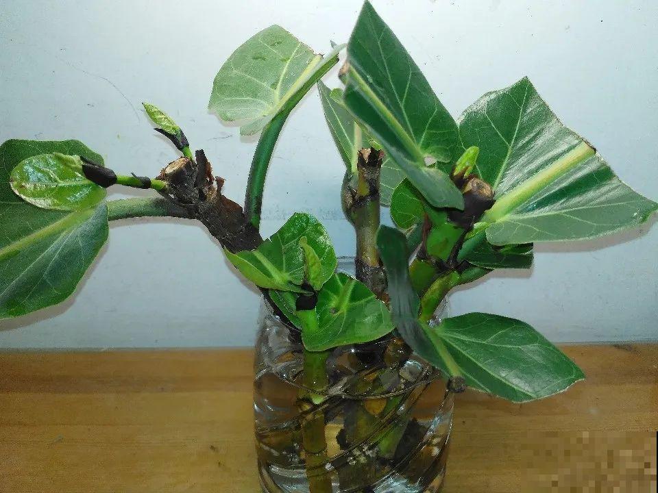橡皮树春天要打顶，独杆变成大伞盖，叶子挤满盆！