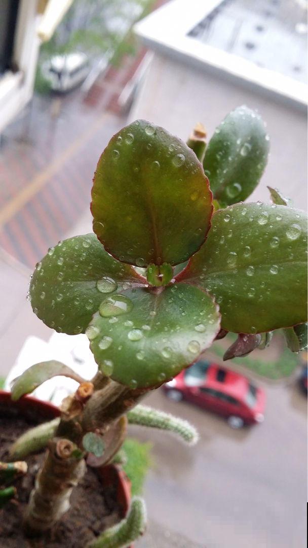家里养这花，浇水不能太勤快，旱一旱长得旺！